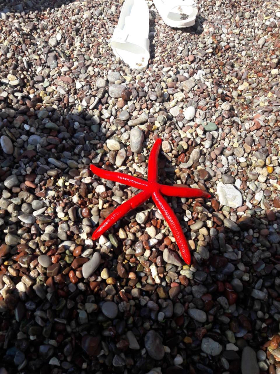Sea Star Apartment 多布拉沃达 外观 照片